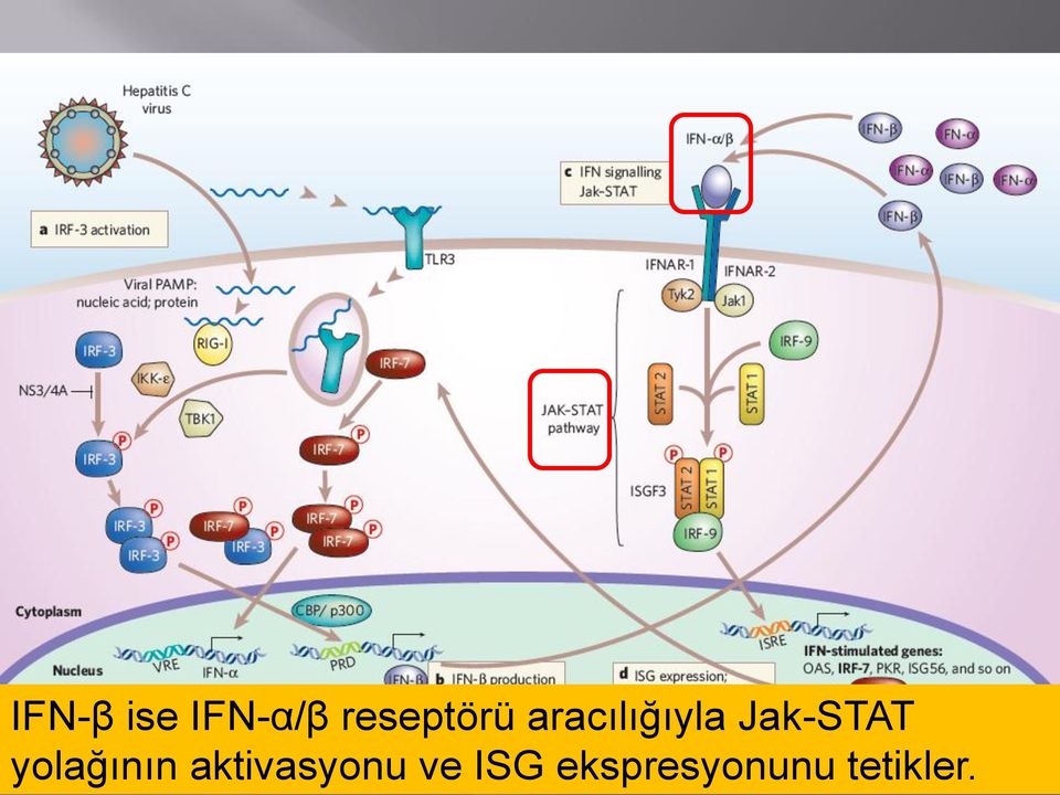 aktivasyonu ve ISG ekspresyonunu