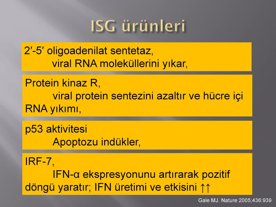 aktivitesi Apoptozu indükler, IRF-7, IFN-α ekspresyonunu artırarak