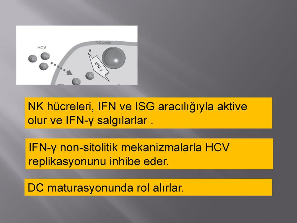 IFN-γ non-sitolitik mekanizmalarla HCV