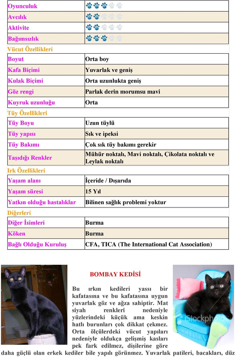 BOMBAY KEDİSİ Bu ırkın kedileri yassı bir kafatasına ve bu kafatasına uygun yuvarlak göz ve ağza sahiptir.