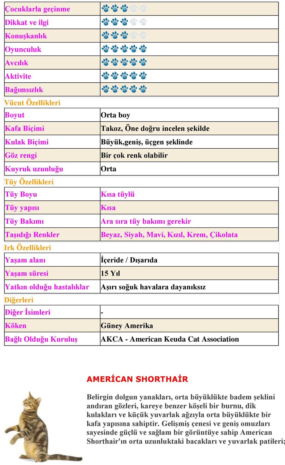 Association AMERİCAN SHORTHAİR Belirgin dolgun yanakları, orta büyüklükte badem şeklini andıran gözleri, kareye benzer köşeli bir burnu, dik kulakları ve küçük yuvarlak ağzıyla