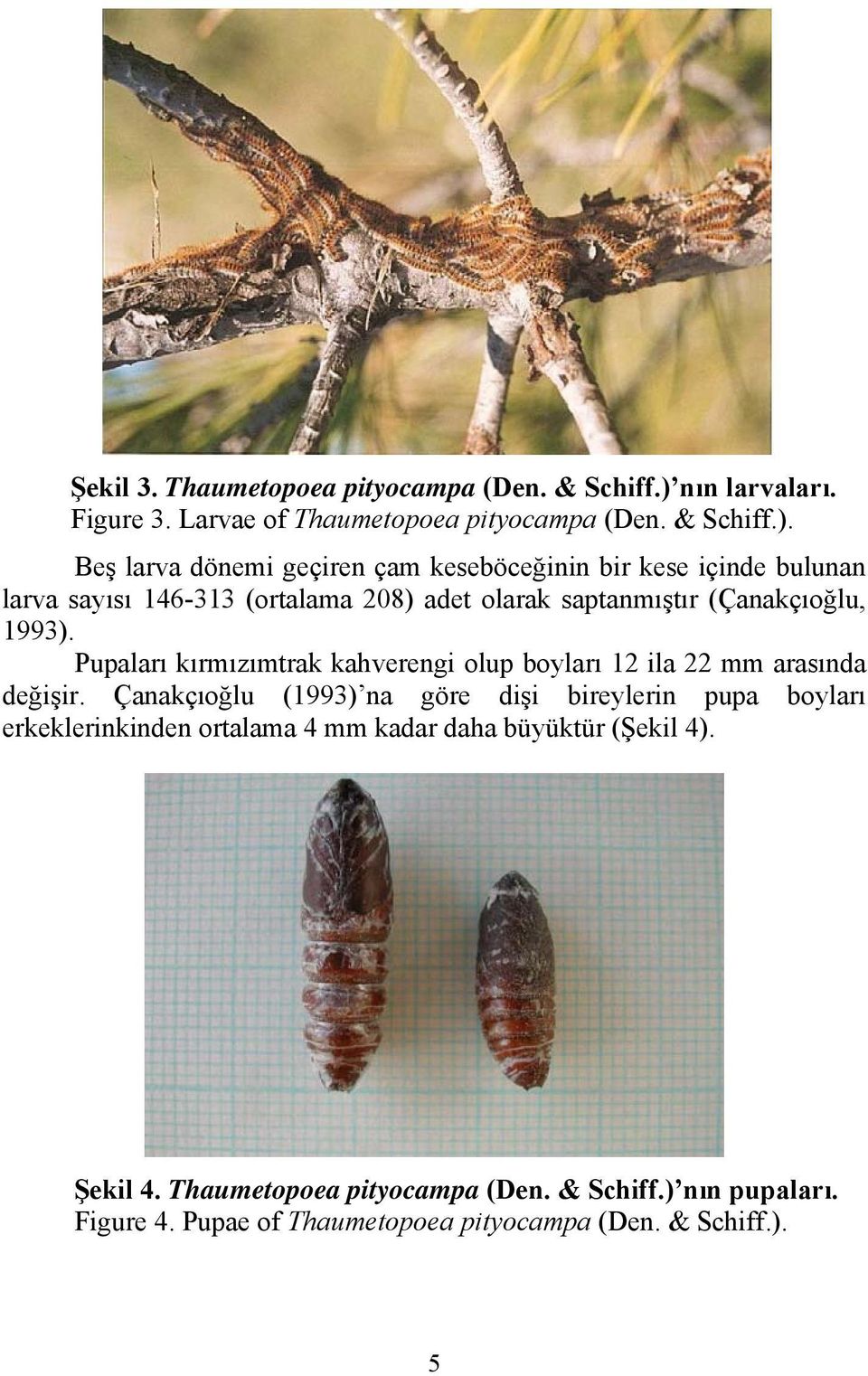 Beş larva dönemi geçiren çam keseböceğinin bir kese içinde bulunan larva sayısı 146-313 (ortalama 208) adet olarak saptanmıştır (Çanakçıoğlu, 1993).