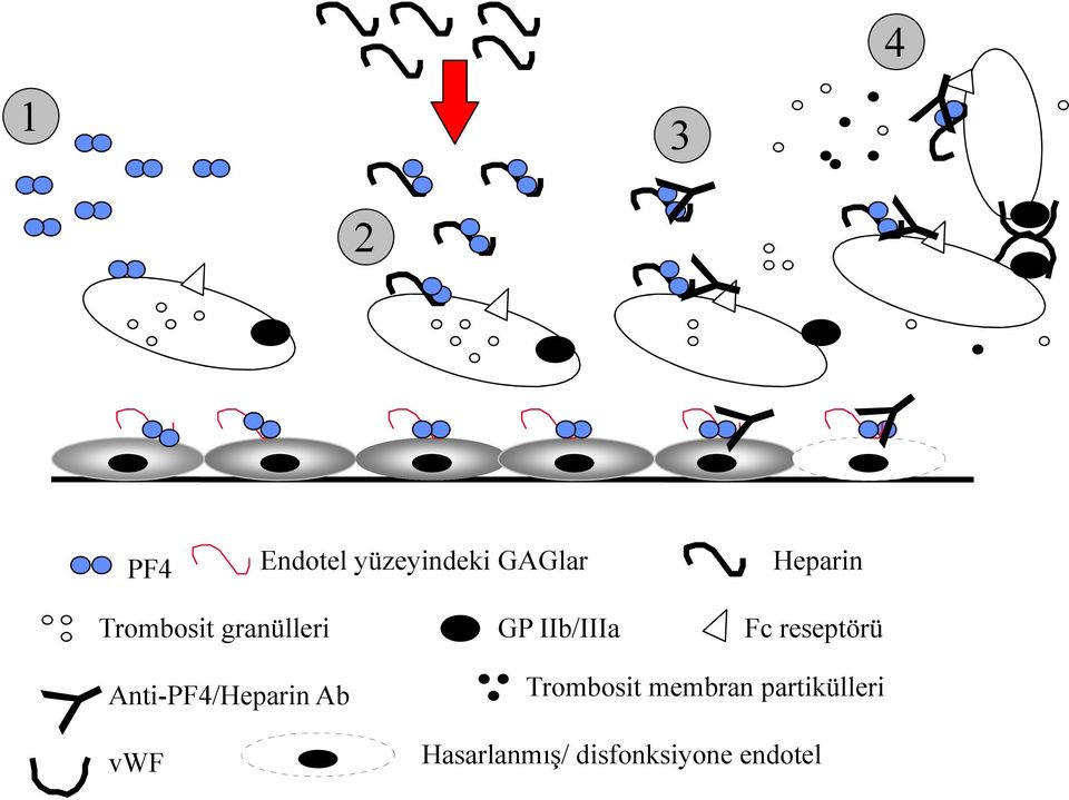 reseptörü Anti-PF4/Heparin Ab vwf Trombosit