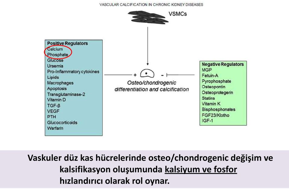 kalsifikasyon oluşumunda kalsiyum