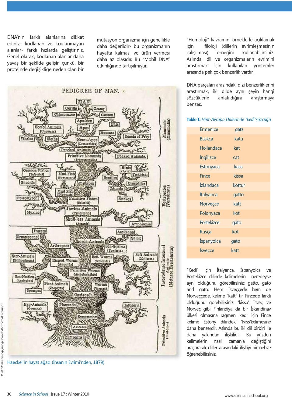 ürün vermesi daha az olasıdır. Bu Mobil DNA etkinliğinde tartışılmıştır. Homoloji kavramını örneklerle açıklamak için, filoloji (dillerin evrimleşmesinin çalışılması) örneğini kullanabilirsiniz.