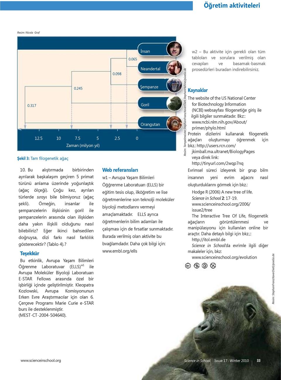 5 0 Şekil 3: Tam filogenetik ağaç Zaman (milyon yıl) 10. Bu alıştırmada birbirinden ayrılarak başkalaşım geçiren 5 primat türünü anlama üzerinde yoğunlaştık (ağaç ölçeği).