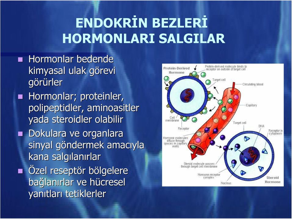 olabilir Dokulara ve organlara sinyal göndermek g amacıyla kana salgılan