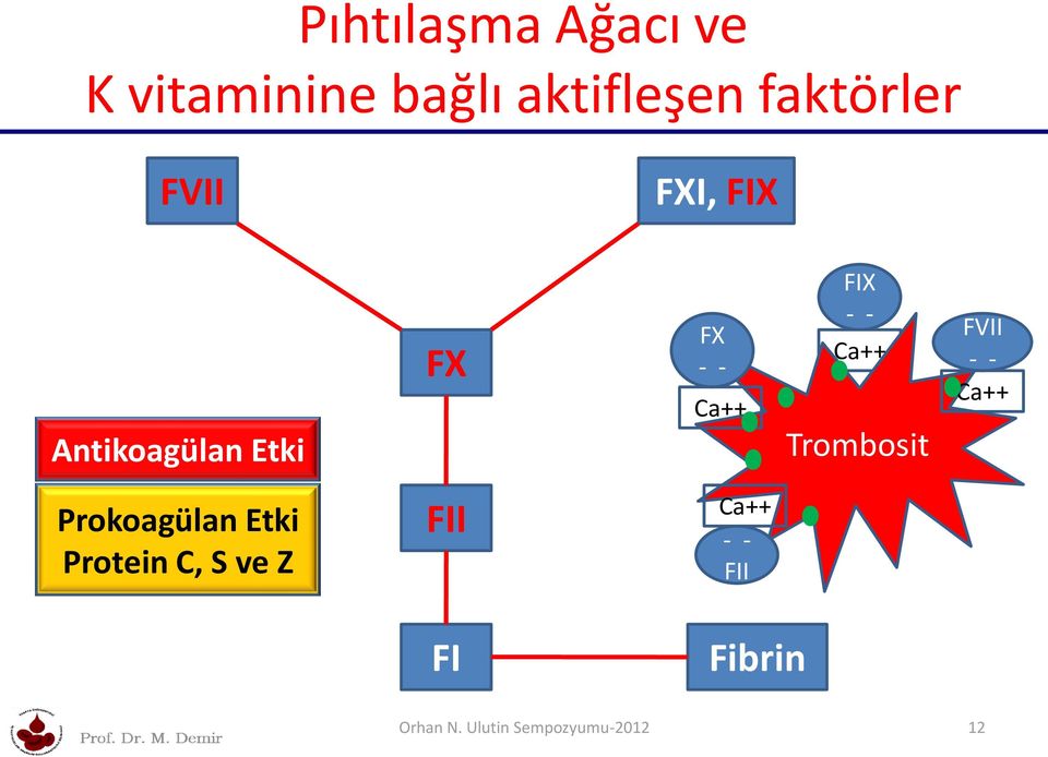 Trombosit FVII - - Ca++ Prokoagülan Etki Protein C, S ve Z