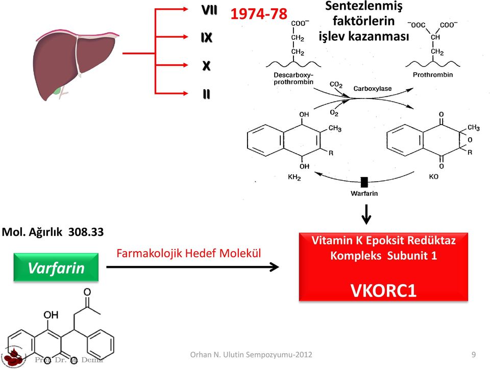 33 Varfarin Farmakolojik Hedef Molekül Vitamin K