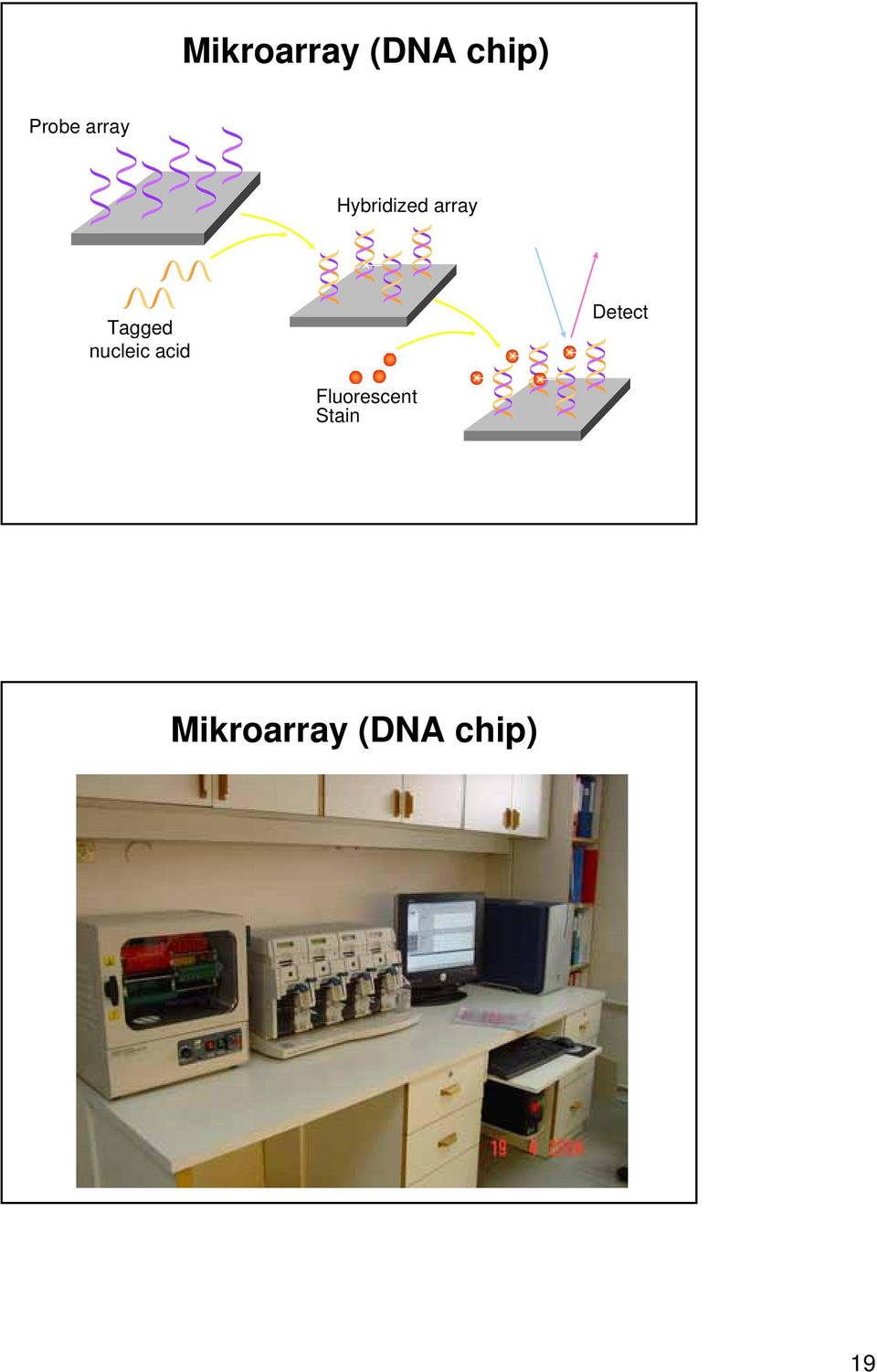 nucleic acid Detect