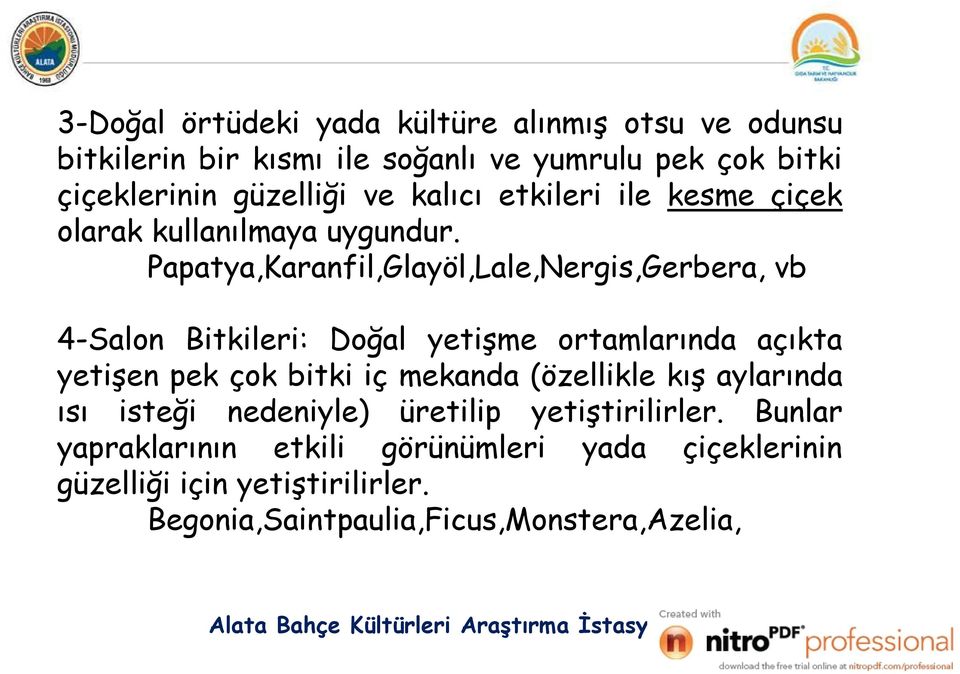 Papatya,Karanfil,Glayöl,Lale,Nergis,Gerbera, vb 4-Salon Bitkileri: Doğal yetişme ortamlarında açıkta yetişen pek çok bitki iç mekanda (özellikle