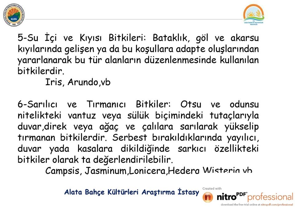 Iris, Arundo,vb 6-Sarılıcı ve Tırmanıcı Bitkiler: Otsu ve odunsu nitelikteki vantuz veya sülük biçimindeki tutaçlarıyla duvar,direk veya ağaç ve