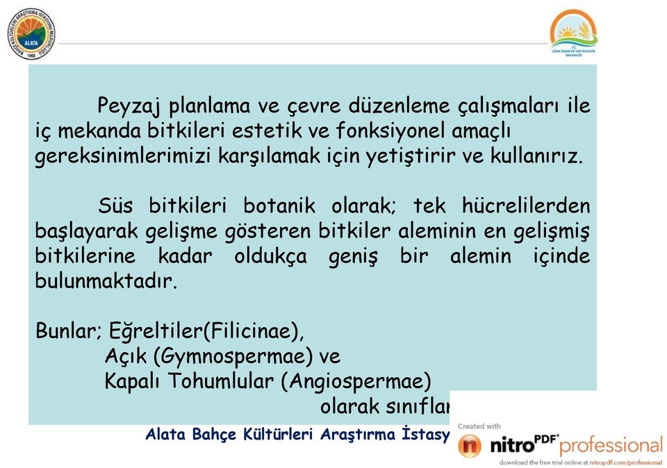 Süs bitkileri botanik olarak; tek hücrelilerden başlayarak gelişme gösteren bitkiler aleminin en gelişmiş bitkilerine