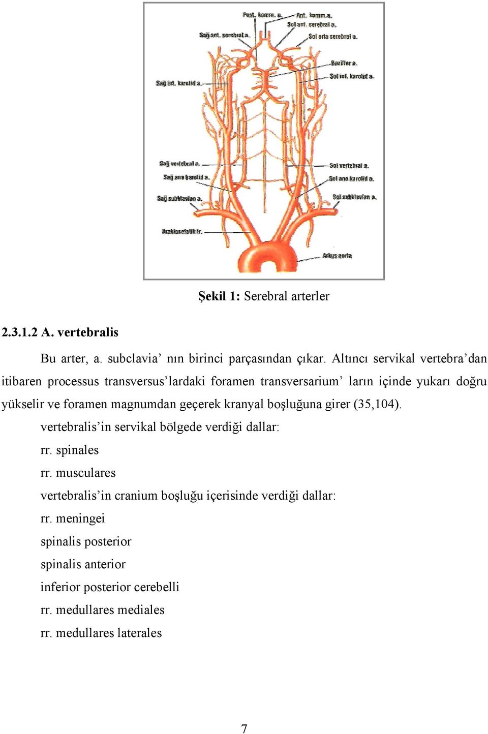 magnumdan geçerek kranyal boşluğuna girer (35,104). vertebralis in servikal bölgede verdiği dallar: rr. spinales rr.