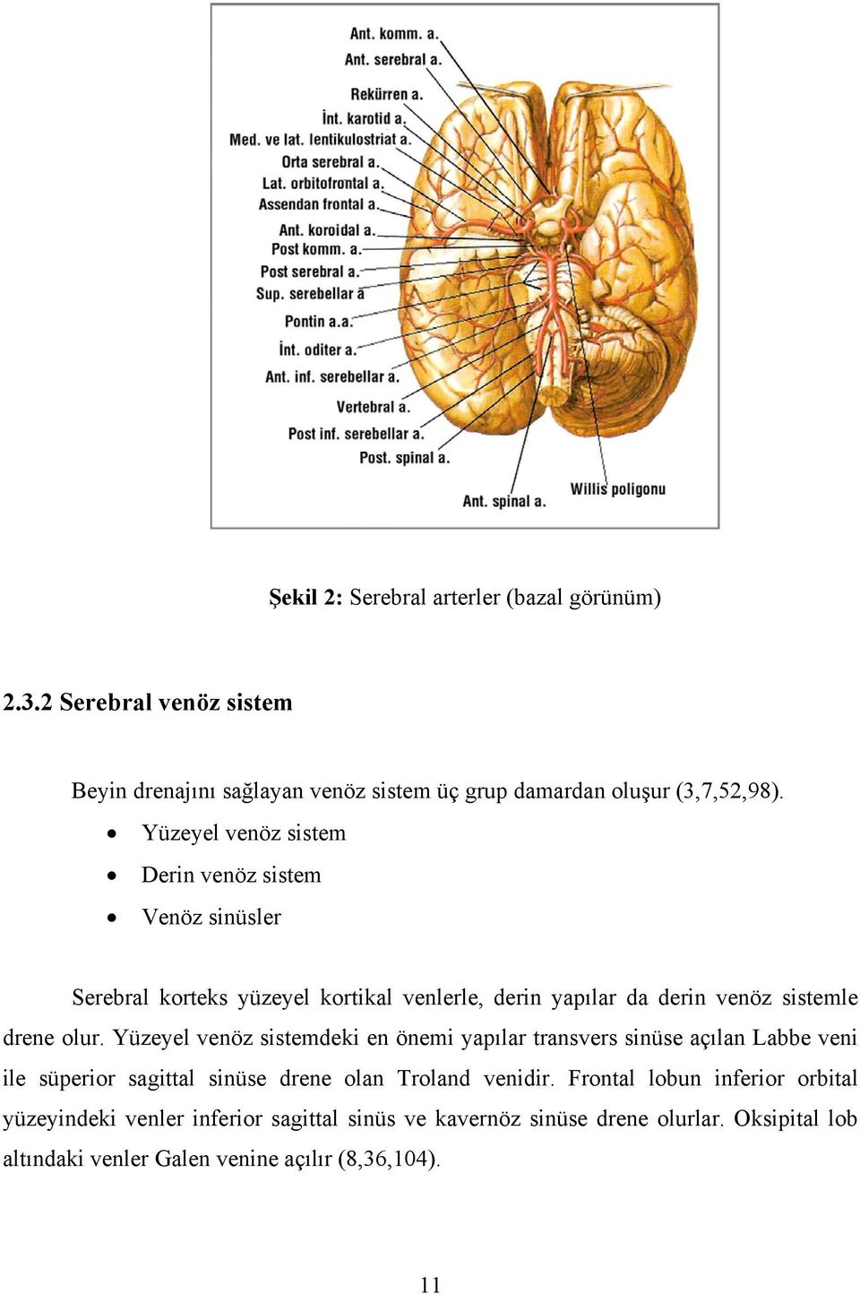 Yüzeyel venöz sistemdeki en önemi yapılar transvers sinüse açılan Labbe veni ile süperior sagittal sinüse drene olan Troland venidir.