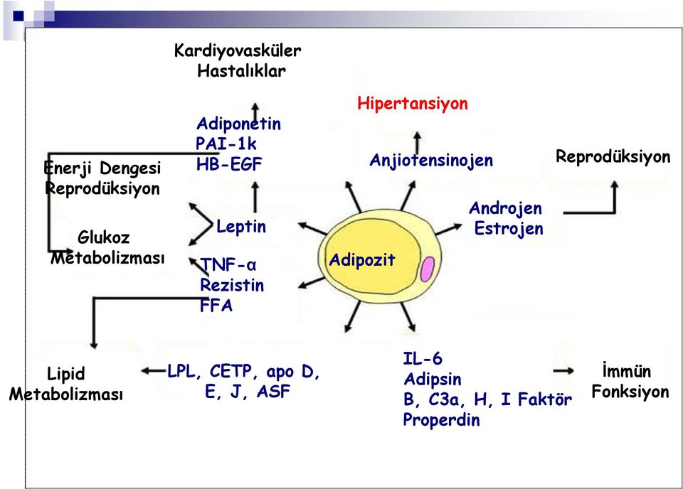 Hipertansiyon Adipozit Anjiotensinojen Androjen Estrojen Reprodüksiyon Lipid