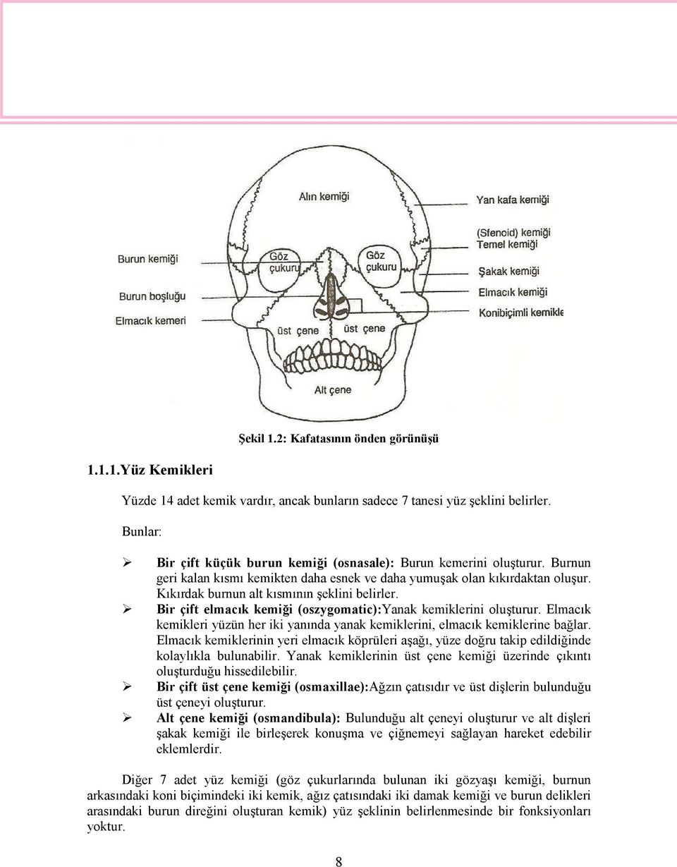 Kıkırdak burnun alt kısmının şeklini belirler. Bir çift elmacık kemiği (oszygomatic):yanak kemiklerini oluşturur. Elmacık kemikleri yüzün her iki yanında yanak kemiklerini, elmacık kemiklerine bağlar.