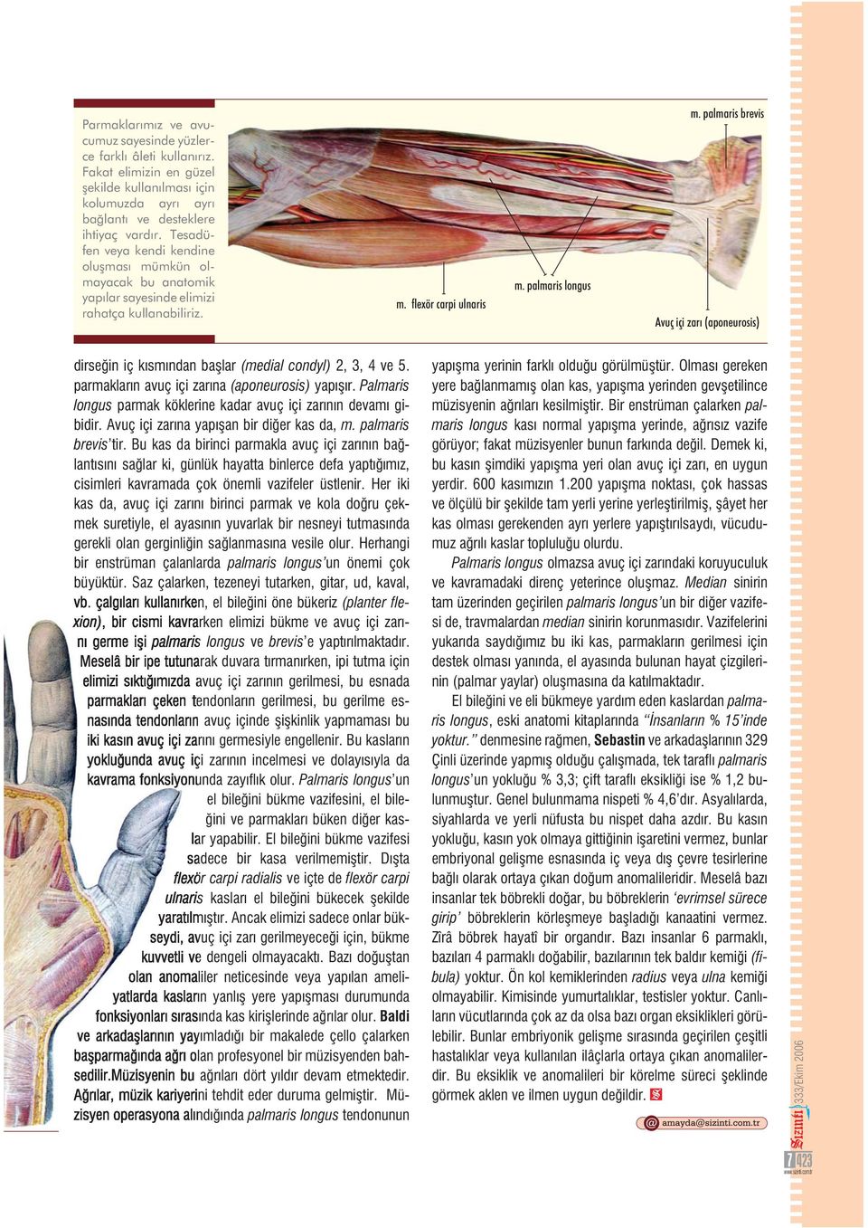 palmaris brevis Avuç içi zarı (aponeurosis) dirse in iç kısmından ba lar (medial condyl) 2, 3, 4 ve 5. parmakların avuç içi zarına (aponeurosis) yapı ır.