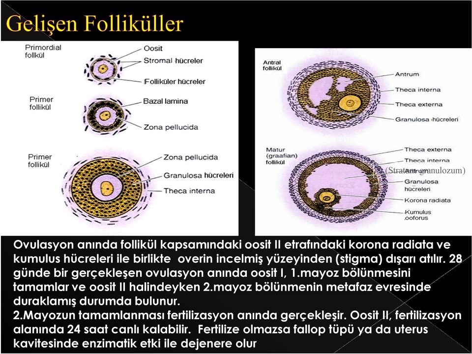 mayoz bölünmesini tamamlar ve oosit II halindeyken 2.mayoz bölünmenin metafaz evresinde duraklamış durumda bulunur. 2.Mayozun tamamlanması fertilizasyon anında gerçekleşir.