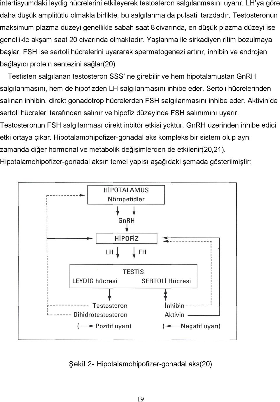 FSH ise sertoli hücrelerini uyararak spermatogenezi artırır, inhibin ve androjen bağlayıcı protein sentezini sağlar(20).