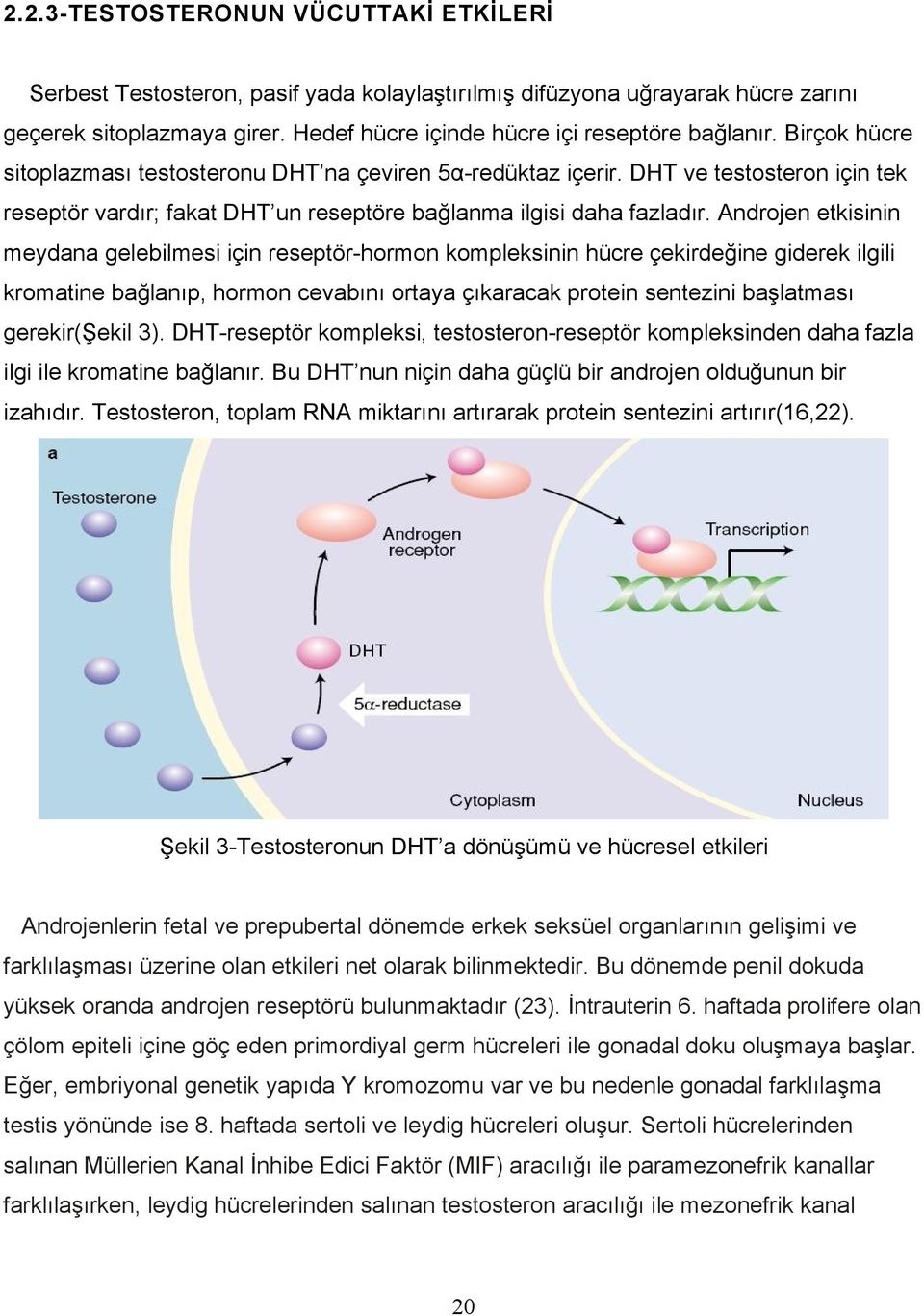 Androjen etkisinin meydana gelebilmesi için reseptör-hormon kompleksinin hücre çekirdeğine giderek ilgili kromatine bağlanıp, hormon cevabını ortaya çıkaracak protein sentezini başlatması