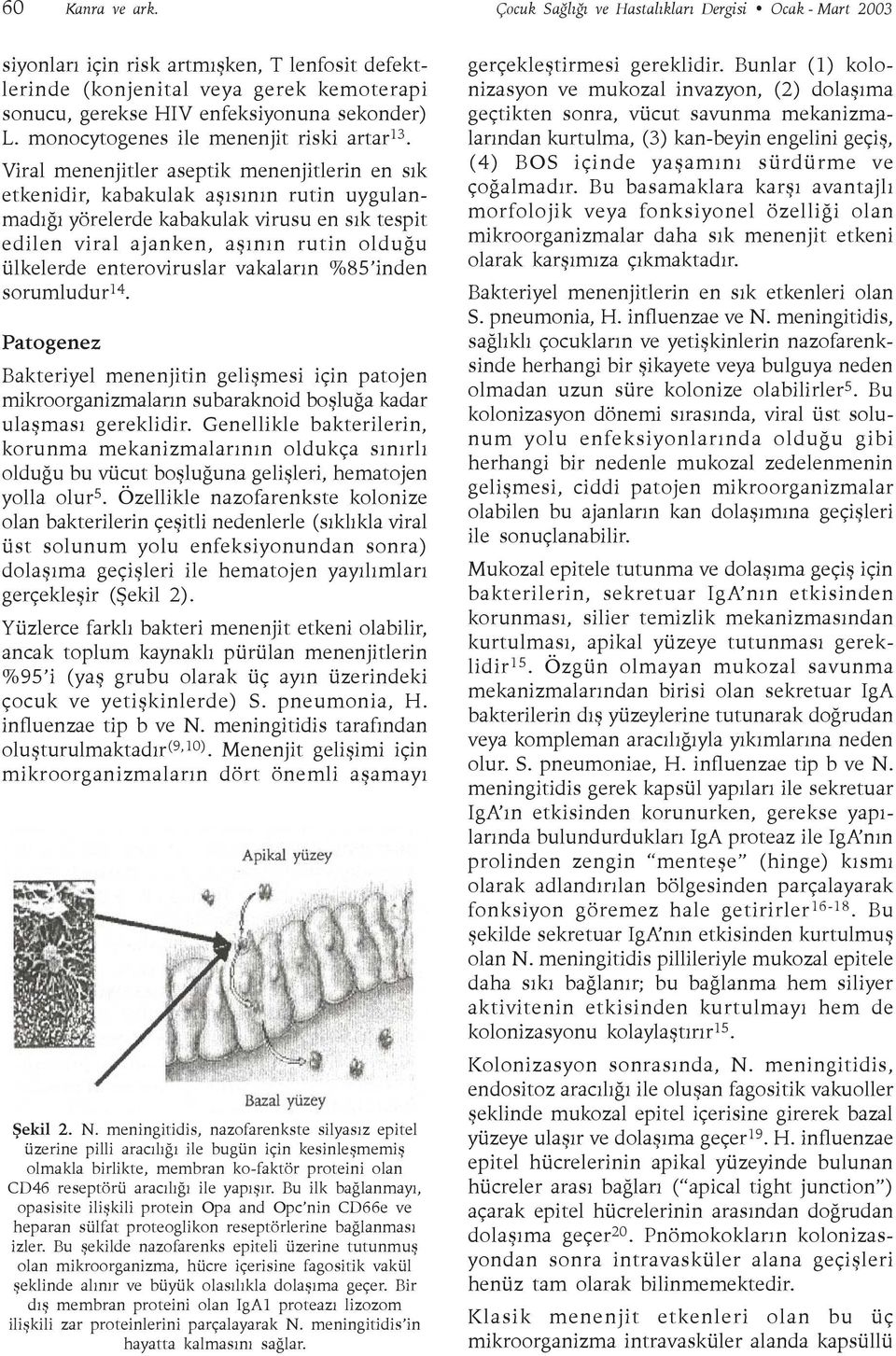 monocytogenes ile menenjit riski artar 13.