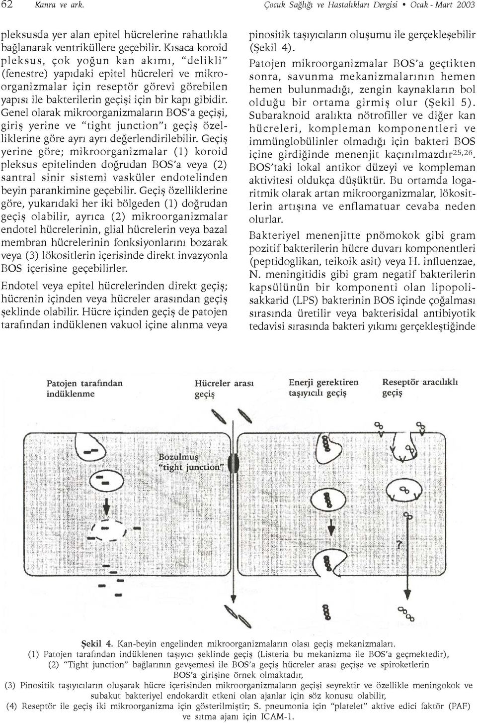 Genel olarak mikroorganizmalarýn BOS a geçiþi, giriþ yerine ve tight junction ý geçiþ özelliklerine göre ayrý ayrý deðerlendirilebilir.