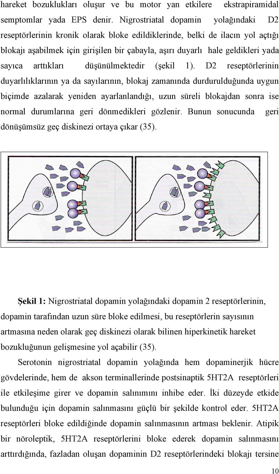 sayıca arttıkları düşünülmektedir (şekil 1).