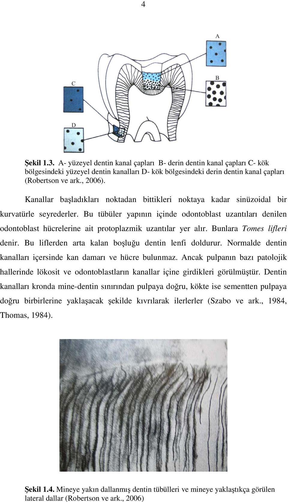 Bu tübüler yapının içinde odontoblast uzantıları denilen odontoblast hücrelerine ait protoplazmik uzantılar yer alır. Bunlara Tomes lifleri denir.