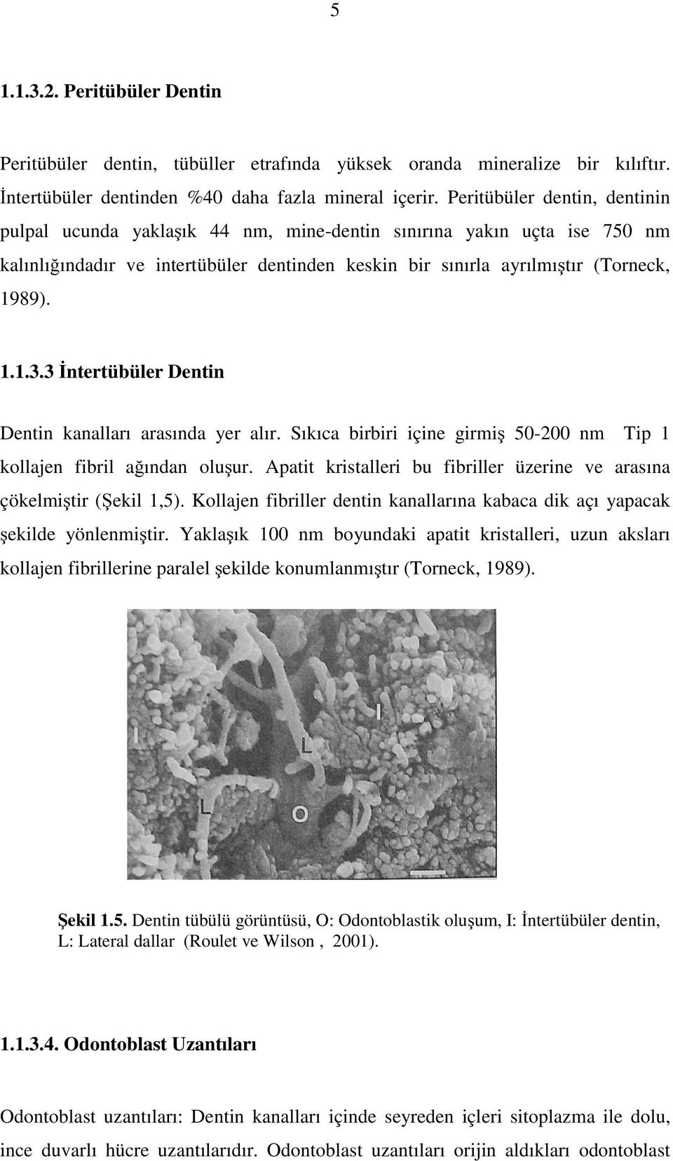 3 İntertübüler Dentin Dentin kanalları arasında yer alır. Sıkıca birbiri içine girmiş 50-200 nm Tip 1 kollajen fibril ağından oluşur.