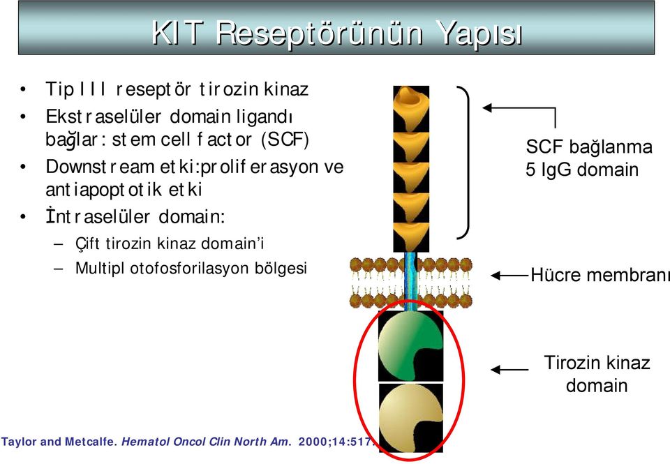 İntraselüler domain: Çift tirozin kinaz domain i Multipl otofosforilasyon bölgesi SCF bağlanma