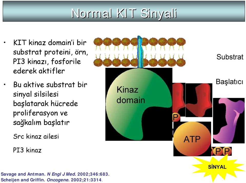 proliferasyon ve sağkalım başlatır Src kinaz ailesi PI3 kinaz Kinaz domain ADP P P P P ATP