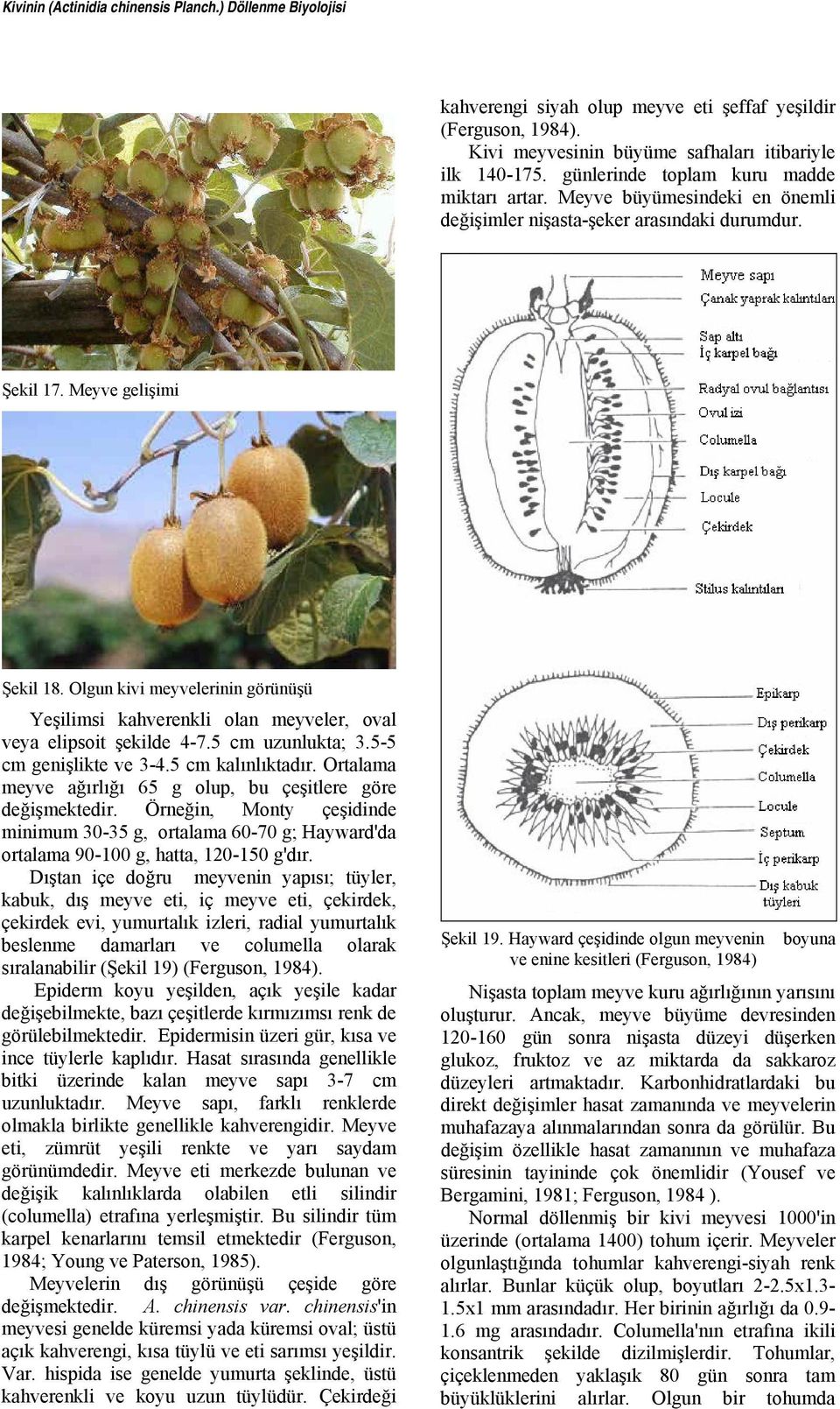 Olgun kivi meyvelerinin görünüşü Yeşilimsi kahverenkli olan meyveler, oval veya elipsoit şekilde 4-7.5 cm uzunlukta; 3.5-5 cm genişlikte ve 3-4.5 cm kalınlıktadır.