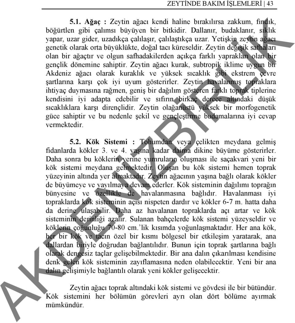 Zeytin değişik safhaları olan bir ağaçtır ve olgun safhadakilerden açıkça farklı yaprakları olan bir gençlik dönemine sahiptir.