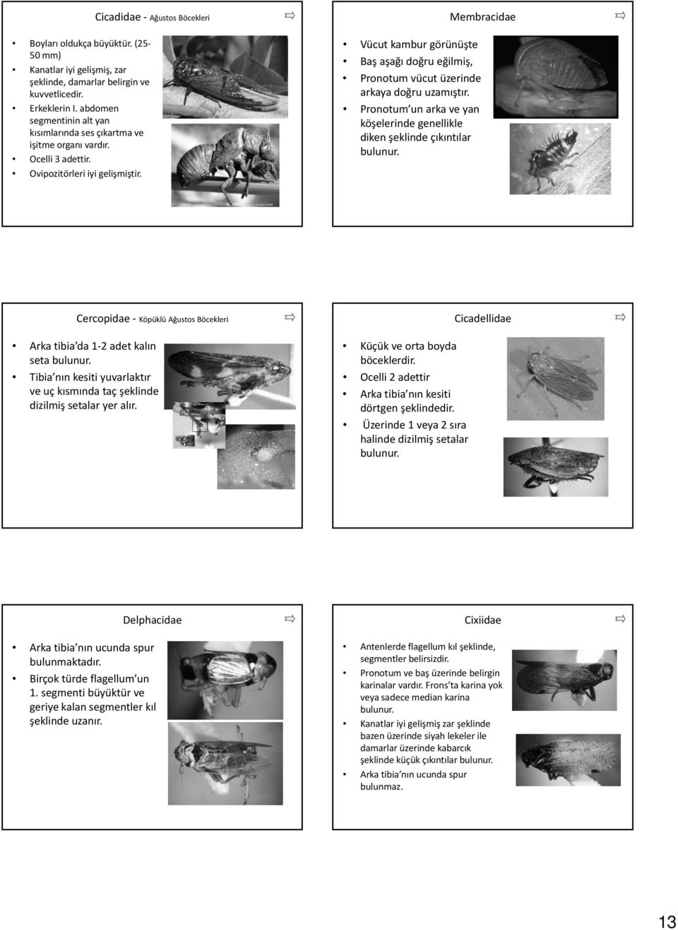 Cicadidae Ağustos Böcekleri Membracidae Vücut kambur görünüşte Baş aşağı doğru eğilmiş, Pronotum vücut üzerinde arkaya doğru uzamıştır.