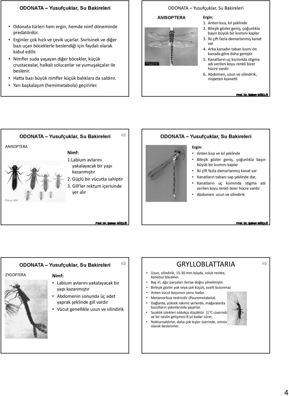 Hatta bazı büyük nimfler küçük balıklara da saldırır. Yarı başkalaşım (hemimetabola) geçirirler. ANISOPTERA Ergin: 1. Antenkısa, kıl şeklinde 2.