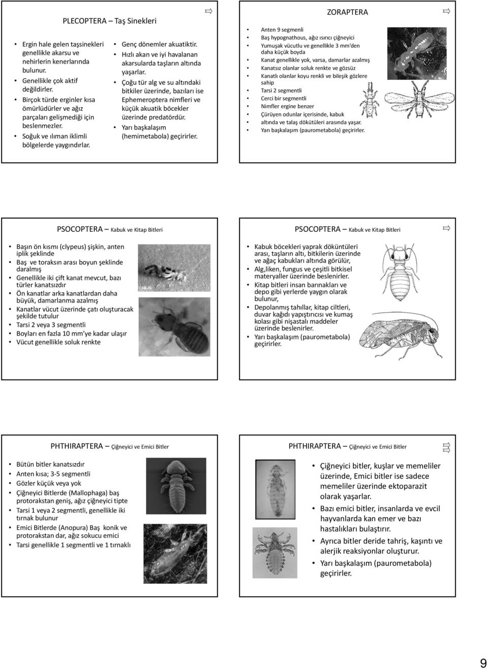 Çoğu tür alg ve su altındaki bitkiler üzerinde, bazıları ise Ephemeroptera nimfleri ve küçük akuatik böcekler üzerinde predatördür. Yarı başkalaşım (hemimetabola) geçirirler.