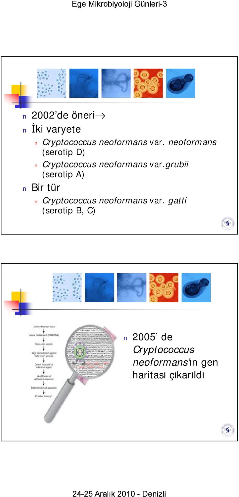 grubii (serotip A) Bir tür Cryptococcus neoformans var.