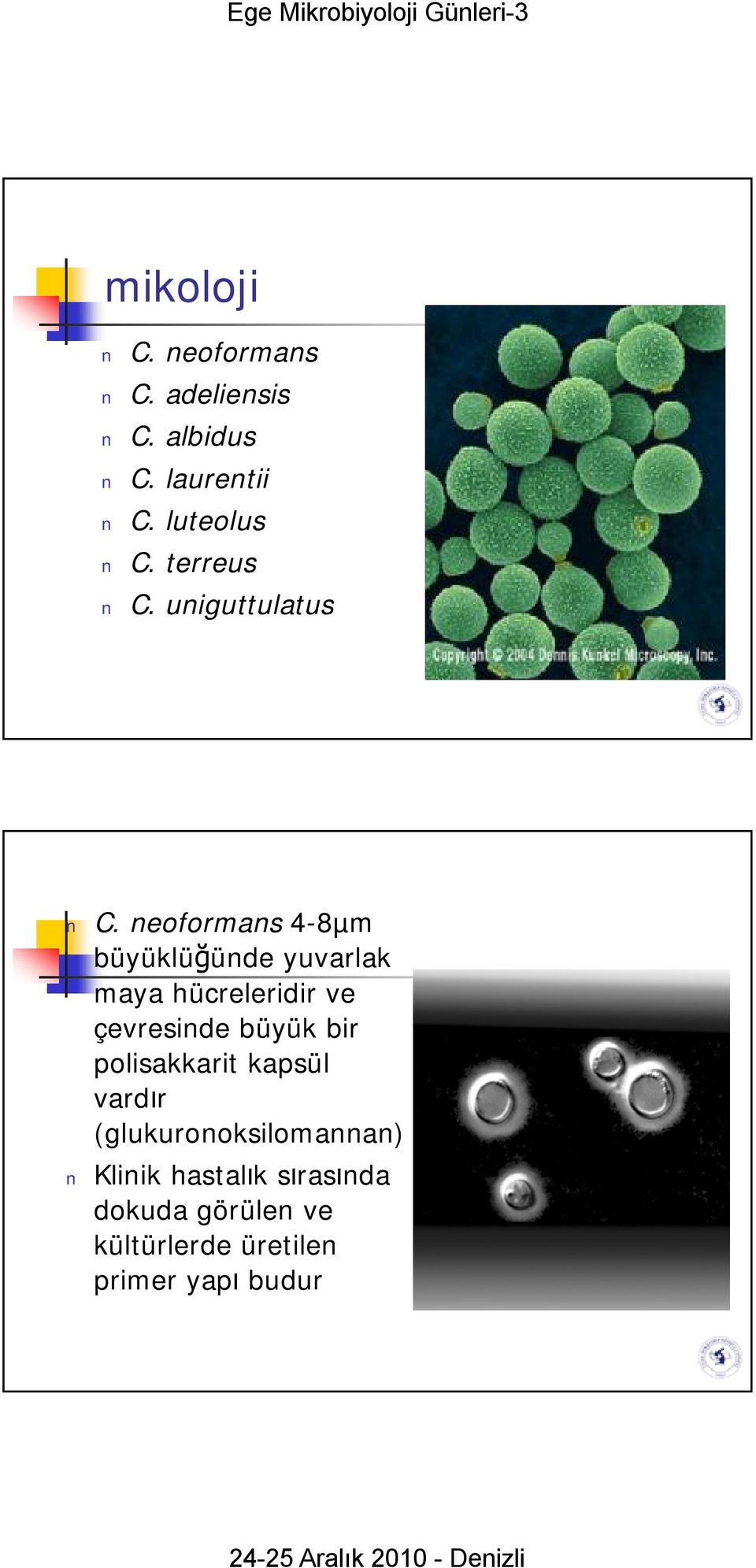 neoformans 4-8µm büyüklüğünde yuvarlak maya hücreleridir ve çevresinde büyük bir