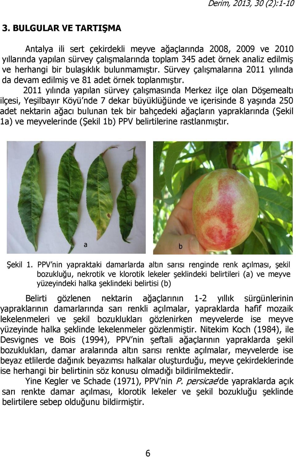 2011 yılında yapılan sürvey çalışmasında Merkez ilçe olan Döşemealtı ilçesi, Yeşilbayır Köyü nde 7 dekar büyüklüğünde ve içerisinde 8 yaşında 250 adet nektarin ağacı bulunan tek bir bahçedeki