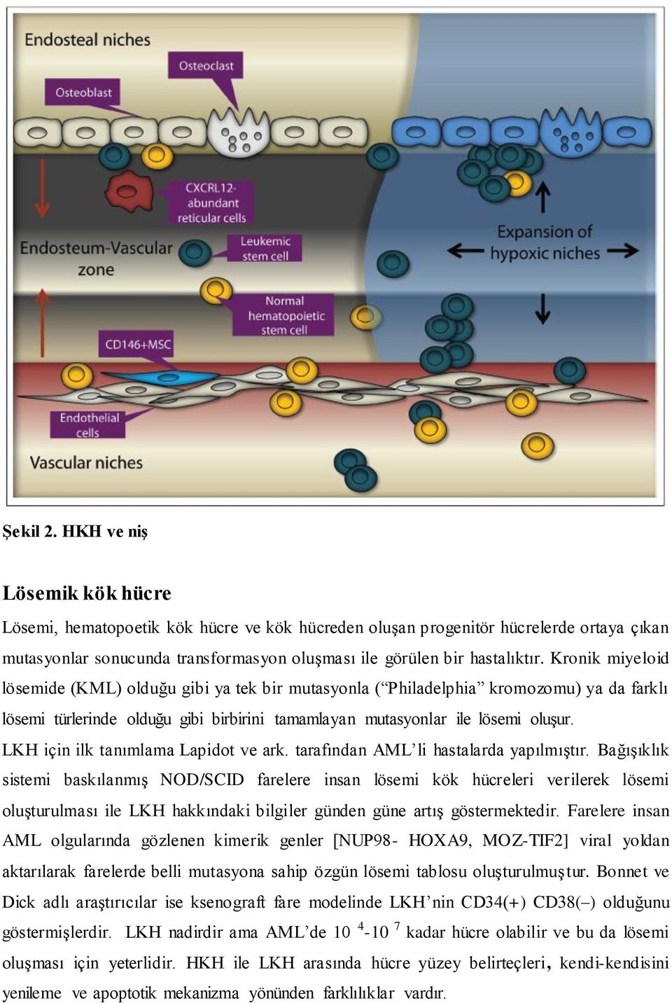 Kronik miyeloid lösemide (KML) olduğu gibi ya tek bir mutasyonla ( Philadelphia kromozomu) ya da farklı lösemi türlerinde olduğu gibi birbirini tamamlayan mutasyonlar ile lösemi oluşur.