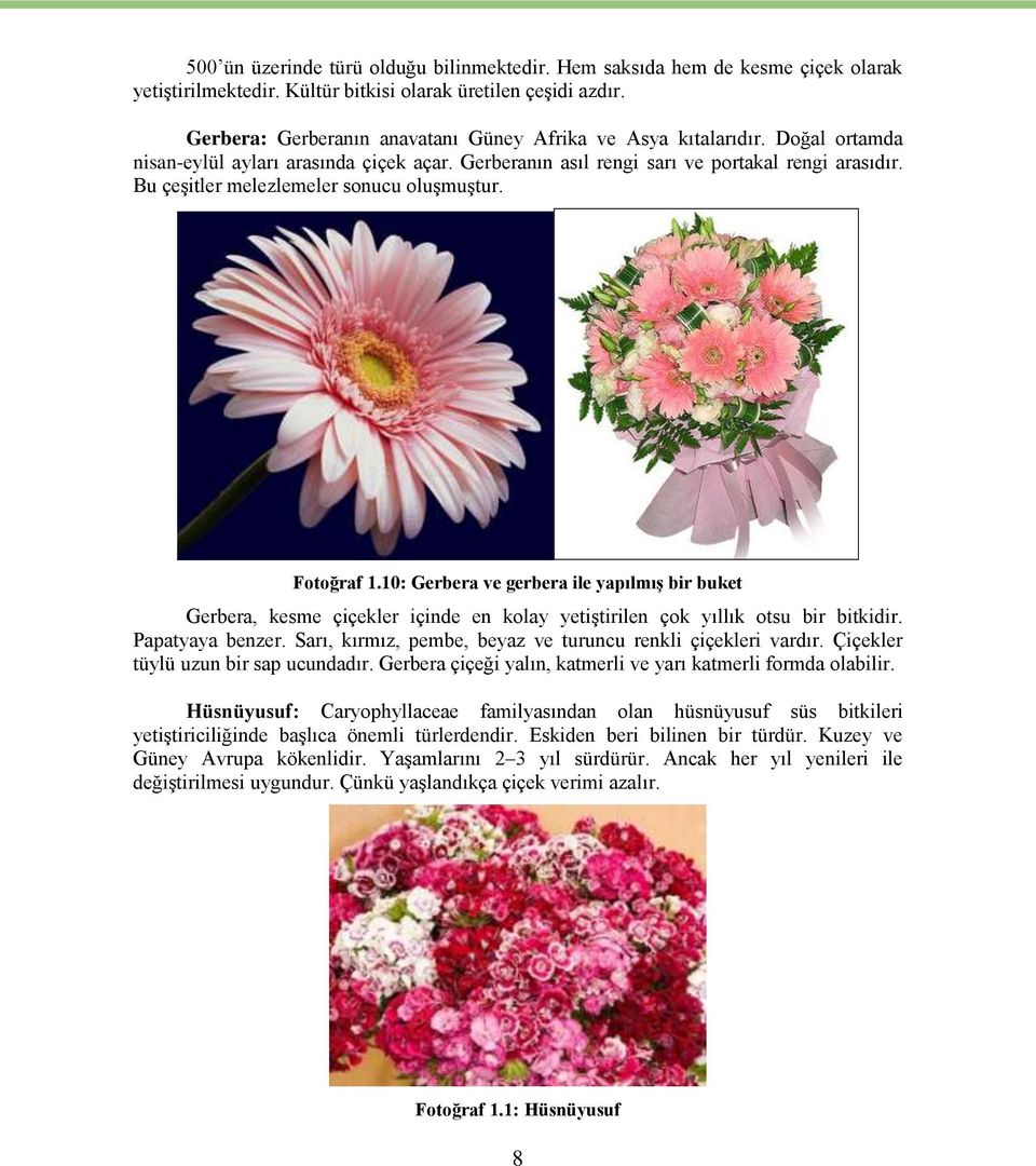 Bu çeşitler melezlemeler sonucu oluşmuştur. Fotoğraf 1.10: Gerbera ve gerbera ile yapılmış bir buket Gerbera, kesme çiçekler içinde en kolay yetiştirilen çok yıllık otsu bir bitkidir.