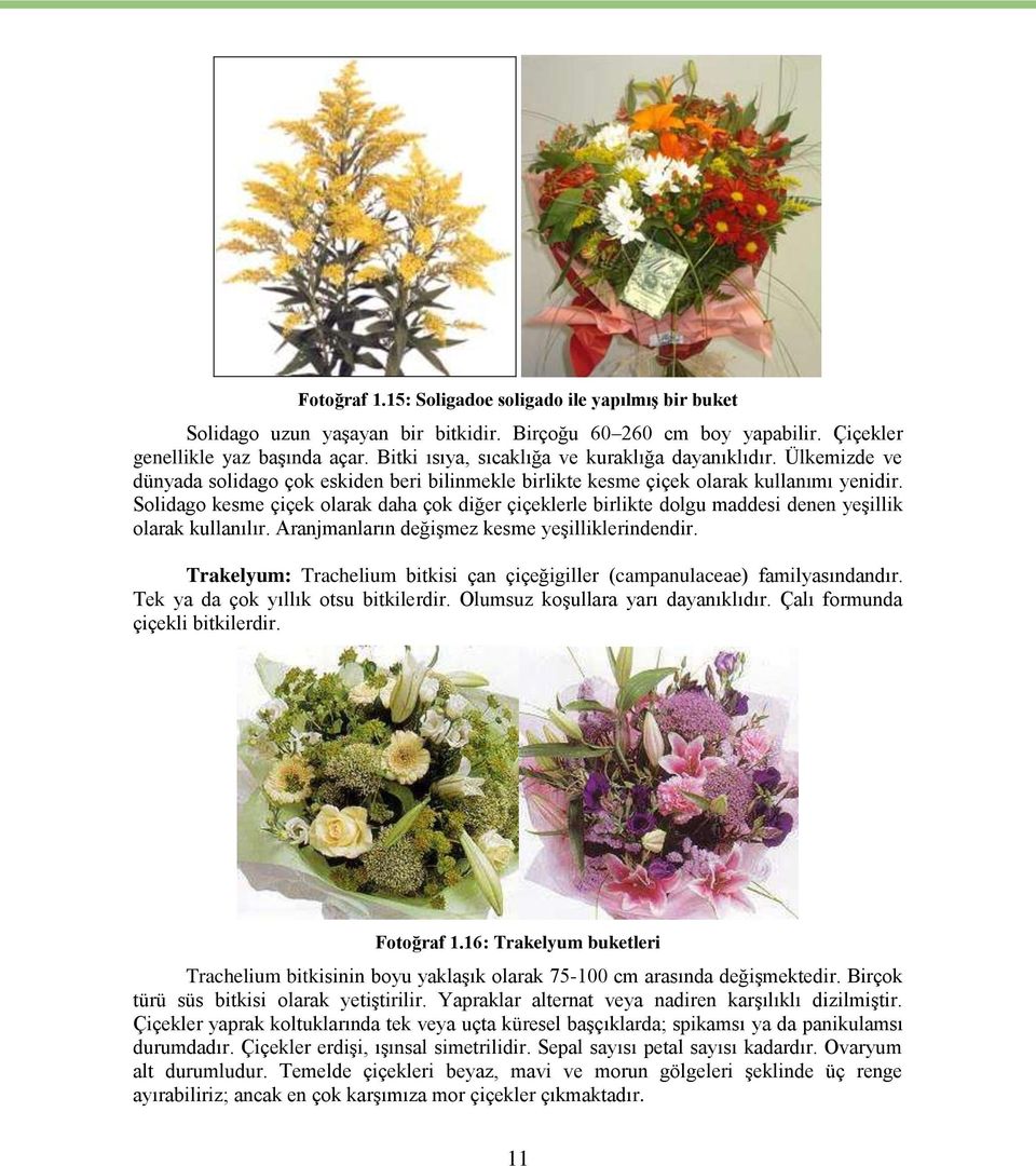 Solidago kesme çiçek olarak daha çok diğer çiçeklerle birlikte dolgu maddesi denen yeşillik olarak kullanılır. Aranjmanların değişmez kesme yeşilliklerindendir.