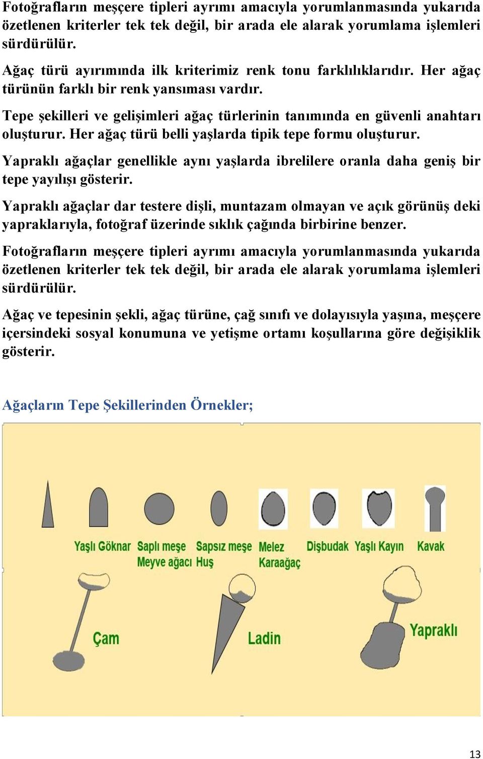 Tepe şekilleri ve gelişimleri ağaç türlerinin tanımında en güvenli anahtarı oluşturur. Her ağaç türü belli yaşlarda tipik tepe formu oluşturur.