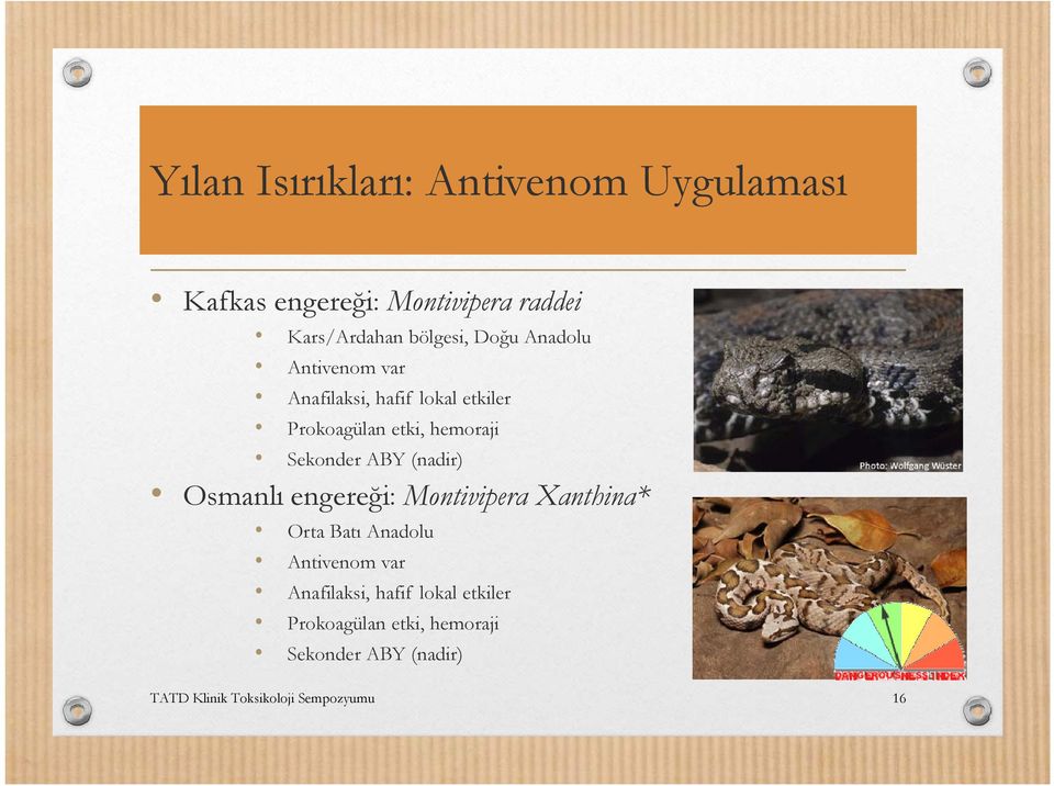 (nadir) Osmanlı engereği: Montivipera Xanthina* Orta Batı Anadolu Antivenom var Anafilaksi, hafif