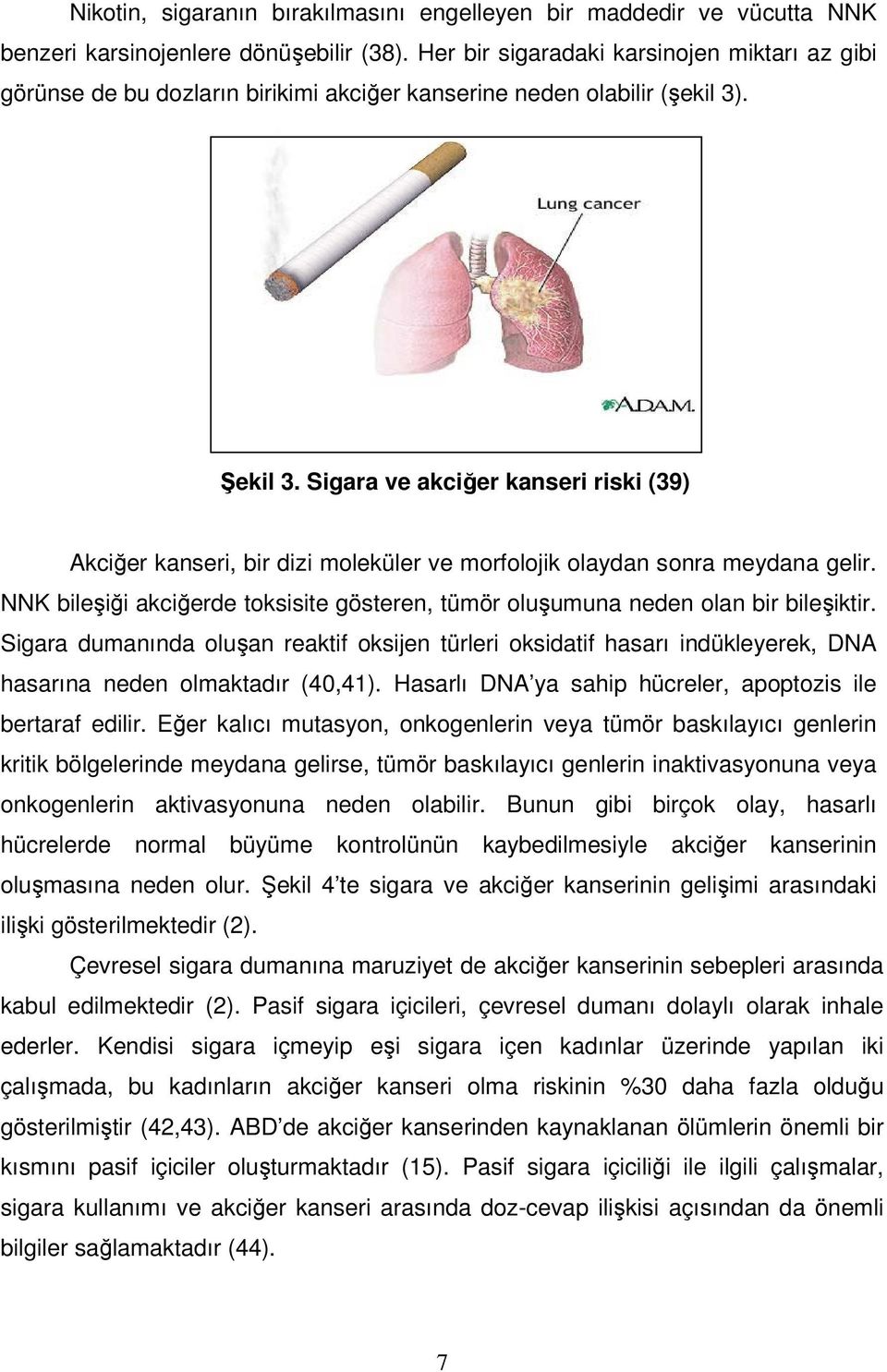Sigara ve akciğer kanseri riski (39) Akciğer kanseri, bir dizi moleküler ve morfolojik olaydan sonra meydana gelir.
