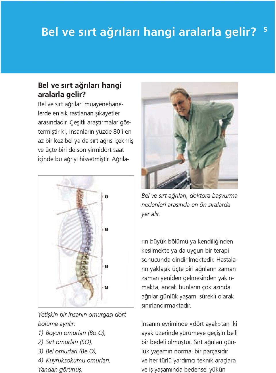 Ağrıla- ➊ Bel ve sırt ağrıları, doktora başvurma nedenleri arasında en ön sıralarda yer alır. ➋ ➌ ➍ Yetişkin bir insanın omurgası dört bölüme ayrılır: 1) Boyun omurları (Bo.