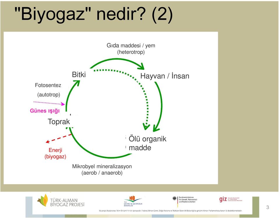 (autotrop) Günes ışığı Toprak Bitki Hayvan /