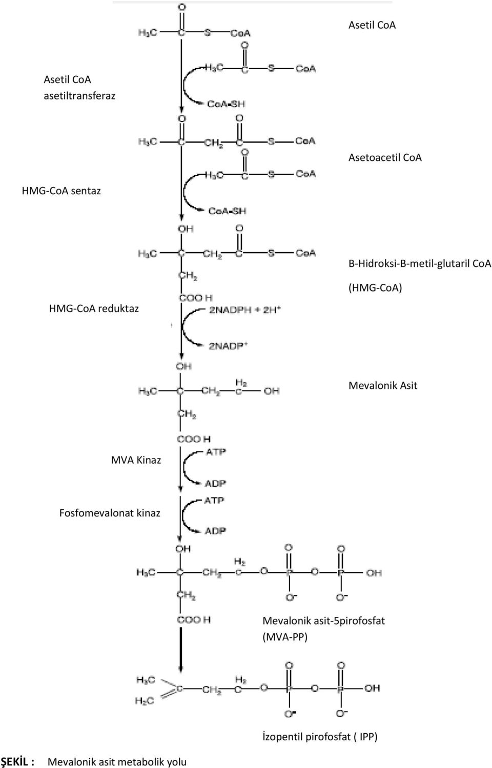 Mevalonik Asit MVA Kinaz Fosfomevalonat kinaz Mevalonik