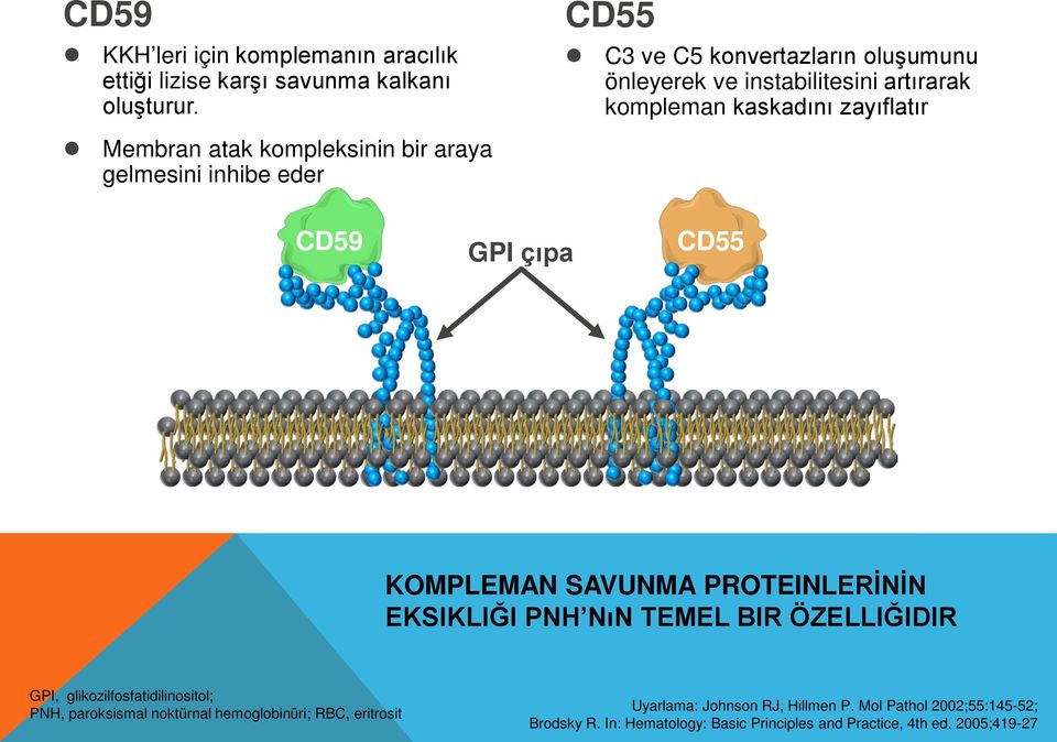 araya gelmesini inhibe eder CD59 GPI çıpa CD55 KOMPLEMAN SAVUNMA PROTEINLERİNİN EKSIKLIĞI PNH NıN TEMEL BIR ÖZELLIĞIDIR GPI,